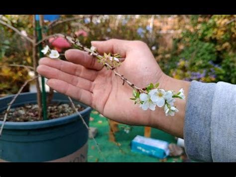 櫻花風水|風水師揭秘：種櫻花提升財運